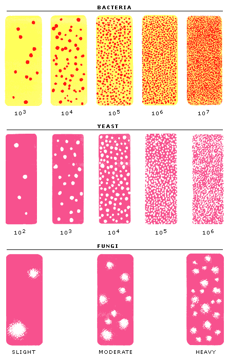 Dieseldyr visualisering 